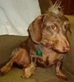 Otis and Daisey 057.webp