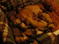 Puppy nap.webp