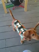 watson jacket.webp