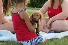 piper 4th of july.webp