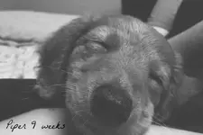 piper poo.webp