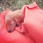 piper tired.webp