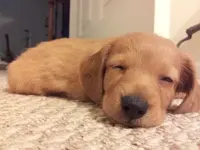 puppy lovey 1.webp