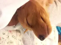 puppy lovey 3.webp