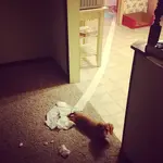 piper trouble.webp