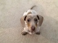 Cooper Girl 2.webp