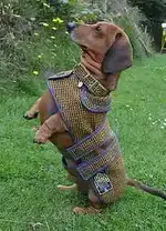 normal_the-lonan-tweed-dog-coat.webp