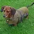 thumb_the-lonan-tweed-dog-coat.webp