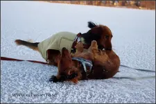 IMGP6357.webp