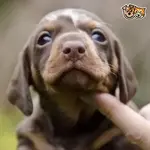 first-class-male-chocolate-dapple-pups-52a1d87b0ad9f.webp