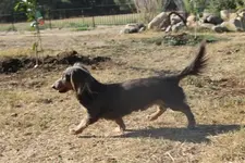 Cozmo and Dudley 057.webp