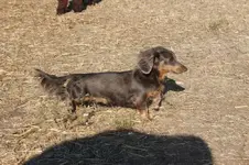 Cozmo and Dudley 042.webp