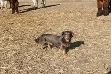 Cozmo and Dudley 041.webp