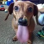 BAILEY TONGUE.webp