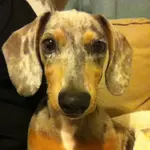Stanley.webp