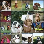 Ribbet collage.webp
