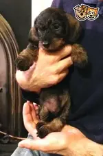miniature-wire-haired-dachshund-puppies-52e5079225ba0.webp