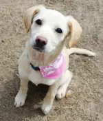 NALA1.webp