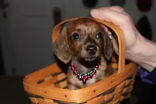MardiGrasChacoBBall 408.webp