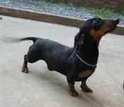 peanut2.webp
