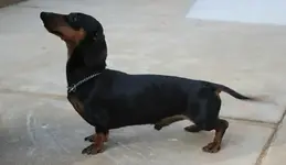 peanut1.webp