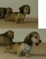 puppy2.webp