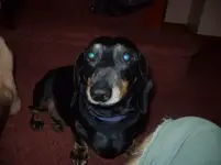 dino.webp