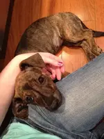maci.webp