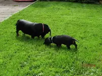 IMG_0390.webp IMG_0390.webp