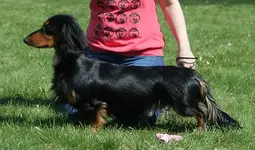 Reino Ristiinassa.webp