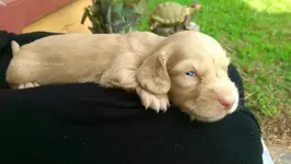 CreamPuppyWM.webp