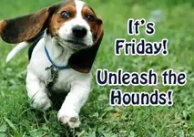 piddle place dog toilet Friday dog.webp piddle place dog toilet Friday dog.webp