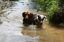 2014Dogs in Creek 035.webp