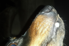 Zeke.webp