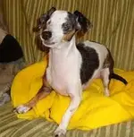 imagesQP42J70Y.webp