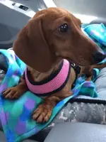 Moon in car seat.webp