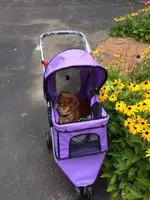 Annie has wheels.webp