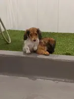 daisy and her bro.webp