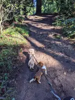 trail 12152019.webp