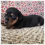 tuckmypuppy.webp