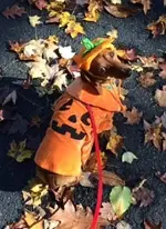 Annie the pumpkin.webp