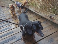 scanned_1778082678612.jpg.jpeg