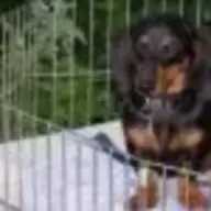 heartchindachshunds