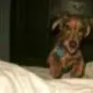 Pongo
