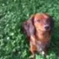 pixxii