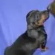 Imawhollyterra