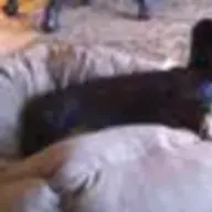 zoe's dad