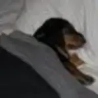 pawsaddict