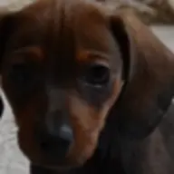 doxiestrudel