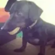Ari